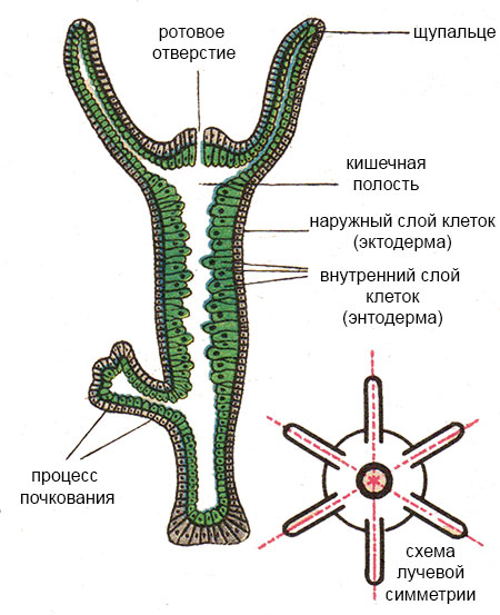 Kra26cc